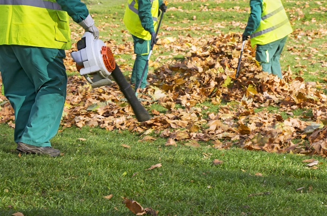 leaf-removal-using-it-to-your-leverage-honeysuckle-nursery-design