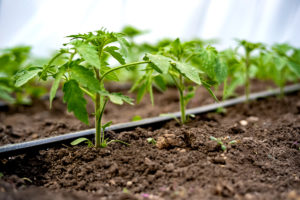 Honeysuckle Nursery & Design Irrigation Systems for Garden